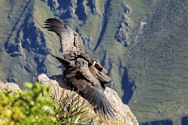 Two condors on rocks with wings moving in front of the mountain landscape, The Andean condor