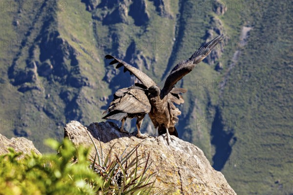 Condors on rocks during wing lifting in front of a mountain backdrop, The Andean condor (Vultur