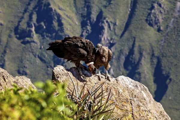 Condors on rocks in a mountainous environment with green plants in the foreground, The Andean
