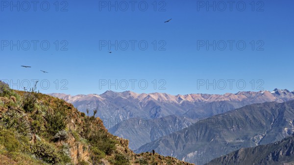 A vast mountain landscape with condors flying high in the blue sky, The Andean condor (Vultur