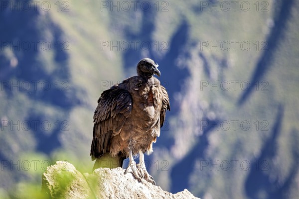 A lone condor stands proudly on a rock with mountains in the background, The Andean condor (Vultur