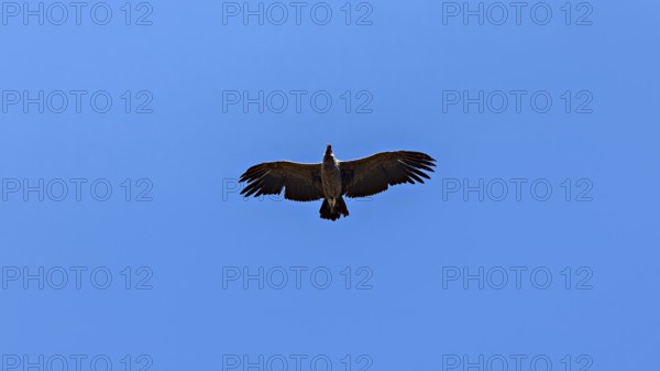 A condor can be seen from below with outstretched wings in the clear blue sky, The Andean condor