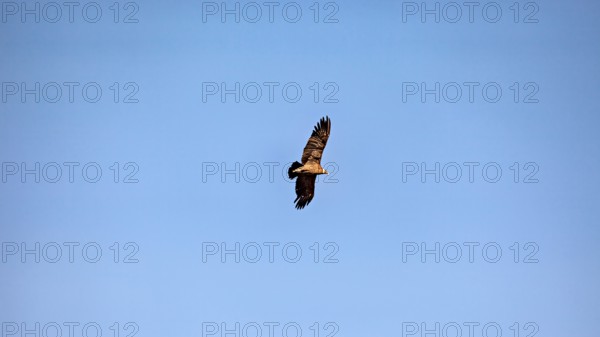 An eagle soars with outstretched wings in the clear blue sky, The Andean condor (Vultur gryphus) at