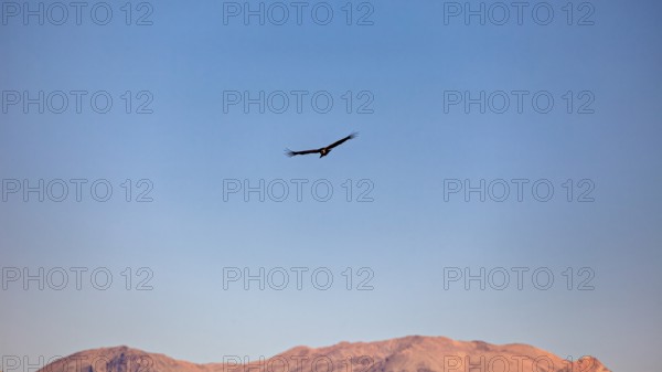 A condor hovers in the sky in front of a mountain horizon at sunset, The Andean condor (Vultur