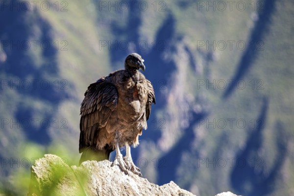A condor sits majestically on a rock with a mountain backdrop, The Andean condor (Vultur gryphus)