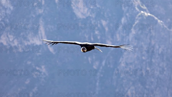 A condor flies with outstretched wings over a mountain landscape under a blue sky, The Andean