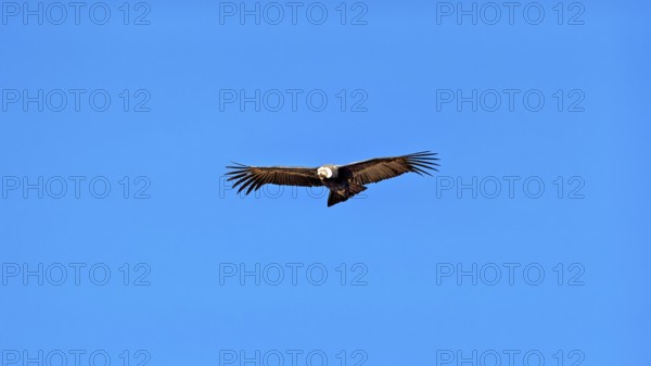 A condor glides with outstretched wings in the clear blue sky, The Andean condor (Vultur gryphus)