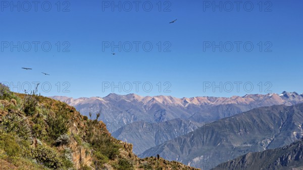 Majestic mountain landscape with condors crossing the blue sky, The Andean condor (Vultur gryphus)
