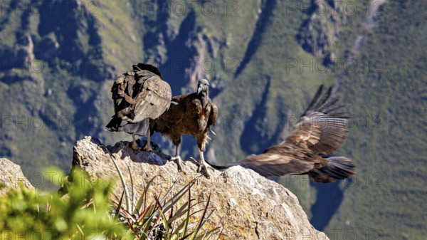 Two condors on a rock, one spreading its wings, surrounded by mountains, The Andean condor (Vultur