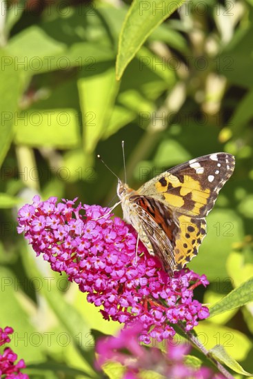 Thistle butterfly (Vanessa cardui) on a Buddleja davidii flower, Wilnsdorf, North Rhine-Westphalia,