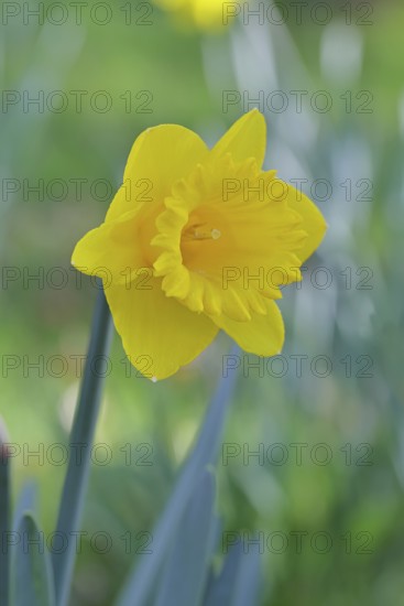 Daffodil (Narcissus), yellow flower in a garden, close-up, Wilnsdorf, North Rhine-Westphalia,