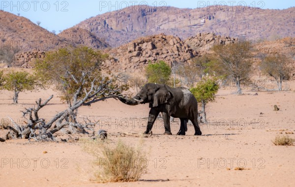 African elephant (Loxodonta africana), desert elephant in barren desert landscape, adult male,