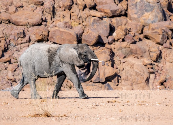Young African elephant (Loxodonta africana), desert elephant, near the Ugab River, Damaraland,
