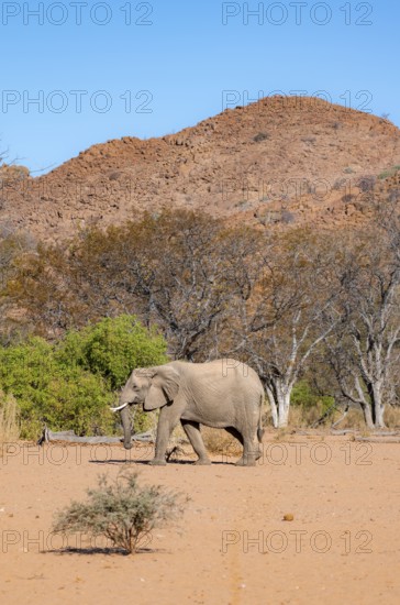 African elephant (Loxodonta africana), desert elephant in barren desert landscape, riverbed of the