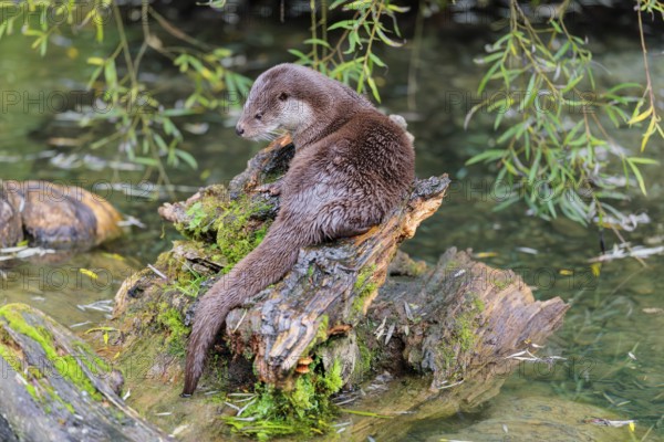 A Eurasian otter (Lutra lutra) rests on a root of a tree with some moss on it lying in the water.
