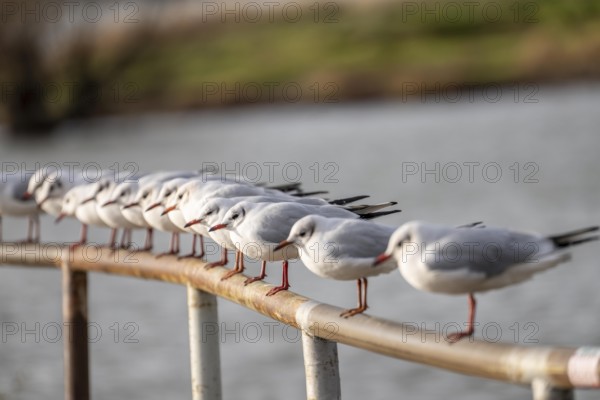 Black-headed gulls in winter dress, on a railing on the Rhine near Duisburg-Walsum, North