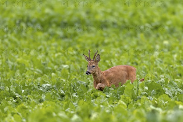 An old roebuck (Capreolus capreolus) purposefully follows the whistling of a doe ready to mate,