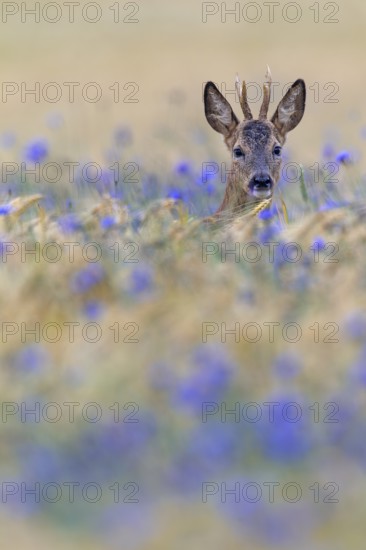 A roebuck (Capreolus capreolus) peers attentively out of a barley field with flowering cornflowers