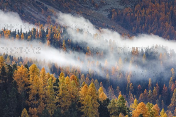 Coniferous forest with larch and spruce trees crossed by clouds of fog, Engadin, Canton of