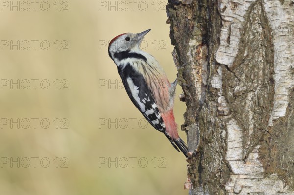 Middle woodpecker (Dendrocopos medius), foraging on the trunk of a common birch (Betula pendula),