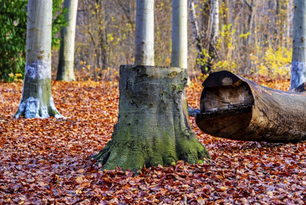 Protection against beaver damage, with whitish paint containing quartz sand, painted trees in the