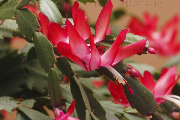 Christmas cactus (Schlumbergera truncata), flowers, in studio, North Rhine-Westphalia, Germany