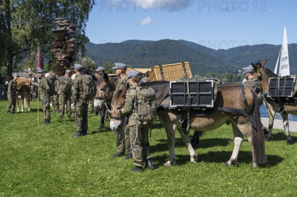 Bundeswehr soldiers with horses, mountain carrier company, soldiers in camouflage uniform, set up