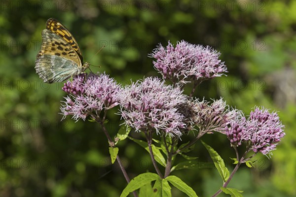 Pearl butterfly (Argynnis indet), butterfly on the flowers of a plant, close-up, wetland, Upper