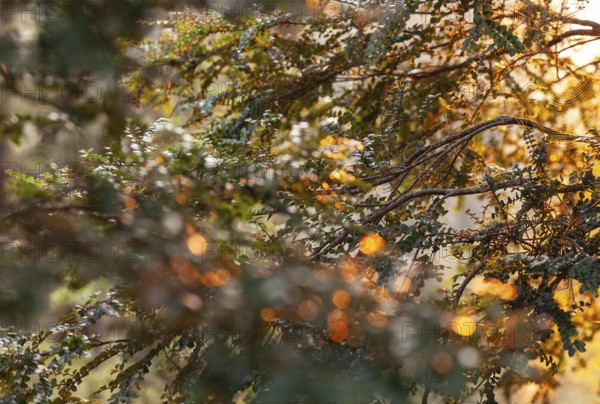 Tasmanian deciduous tree (Nothofagus gunnii) at sunrise, with illuminated sun and beautiful morning