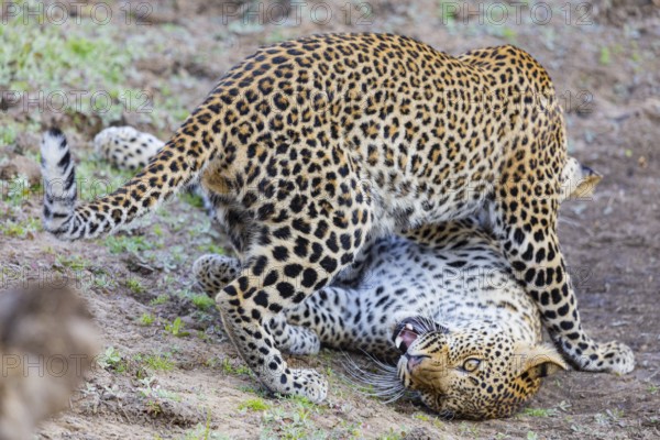 Leopard (Panthera pardus) two cubs 12 month old playing Zambia