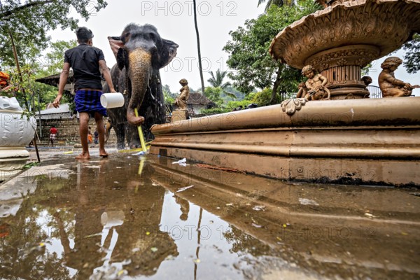 Man cleans elephant in temple-like environment, water reflects the scene and gives it a calm