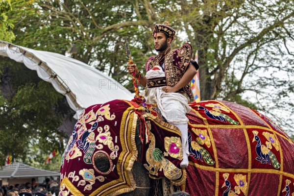 A rider in traditional clothing on a richly decorated elephant in detail, The Perahera Parade in