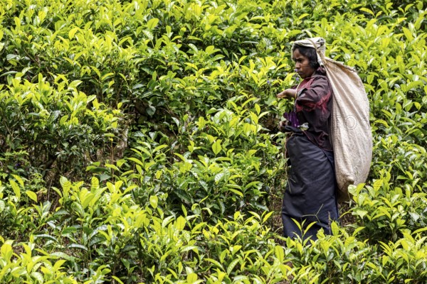 Female worker with large sack picking tea leaves in a green tea field, tea picker in a tea