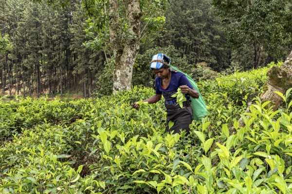 Between tall trees, a woman collects tea leaves on a rural plantation, tea picker in a tea