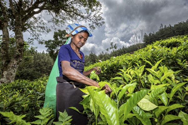 A woman is picking leaves in a green tea plantation under a cloudy sky, a tea picker in a tea