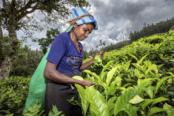 A woman harvesting tea leaves under dramatic skies in a plantation, tea picker in a tea plantation