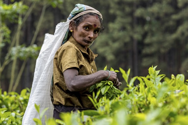 Close-up of a woman energetically picking tea leaves and collecting them into a sack, a tea picker