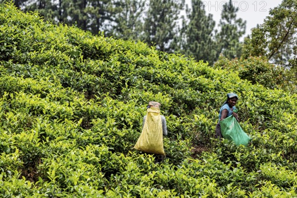 Two people collect tea leaves on a green hill with trees in the background, tea picker in a tea