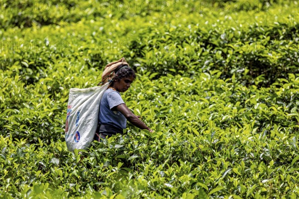 Woman harvesting tea in a lush green tea garden in bright sunshine, tea picker in a tea plantation