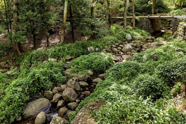 A quiet forest with a small stream surrounded by green plants and a stone bridge, The forest in the