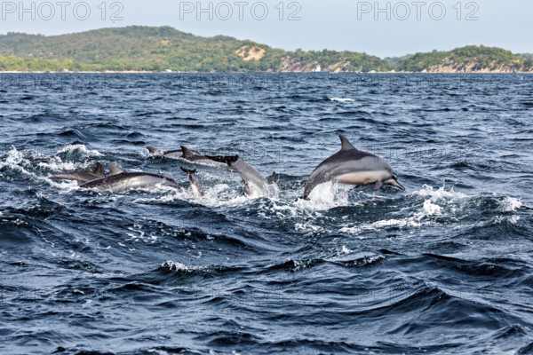 Several dolphins jump in the blue ocean near a coastline, dolphins in the sea near Trincomalee in