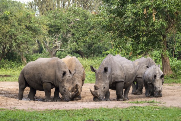 Southern white rhino (Ceratotherium simum simum), several animals at a watering hole, Ziwa Rhino