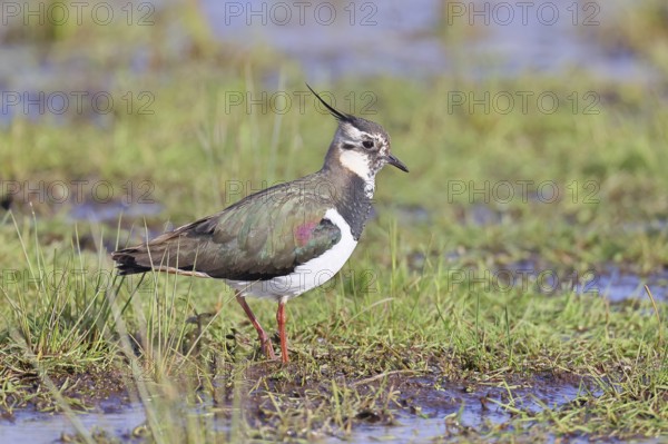 Lapwing (Vanellus vanellus), gorgeous dress, looking for food in a swampy meadow, wildlife,
