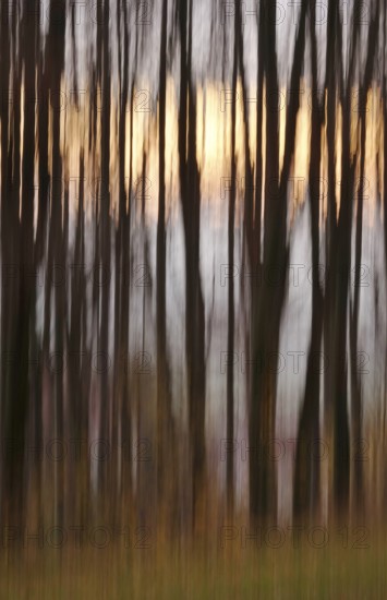 Forest in November, abstracted, blurring, autumn, Germany