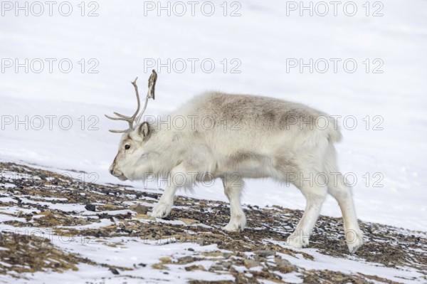 Svalbard reindeer (Rangifer tarandus platyrhynchus) adult in thick winter coat foraging on snow