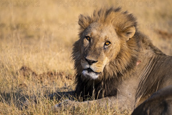 Maned lion (Panthera Leo) lying in grass, savanna, Savuti, Chobe National Park National Park,