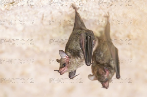 Lesser mouse-eared myotis (Myotis blythii) bats hanging on a wall, Bavaria, Germany