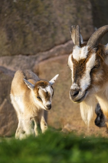 Domestic goat (Capra hircus) mother with her youngster, Bavaria, Germany