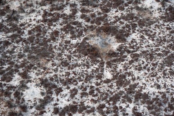 Structure and pattern, trees in the dry season, arid landscape, aerial view of the Okavango Delta,