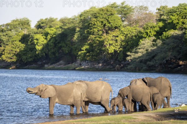 African elephant (Loxodonta africana) drinking in Chobe River, Ihaha, Chobe National Park National